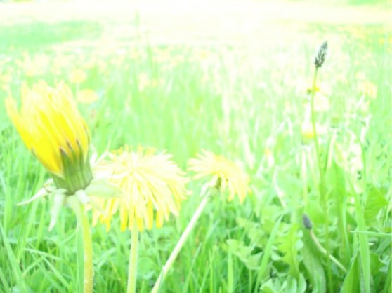 dsc08243-small-e1272574347670