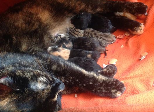 10308084_660318577338308_2986950938092696385_n