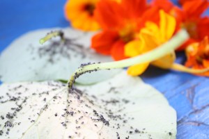 prettyvenditti.jetzt