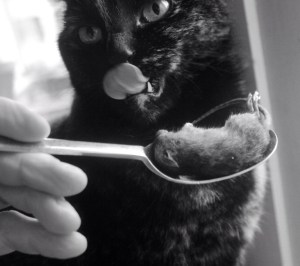 ho fame; prettyvenditti.jetzt