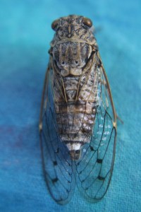 prettyvenditti.jetzt