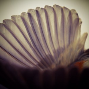 uccello morto; prettyvenditti.jetzt