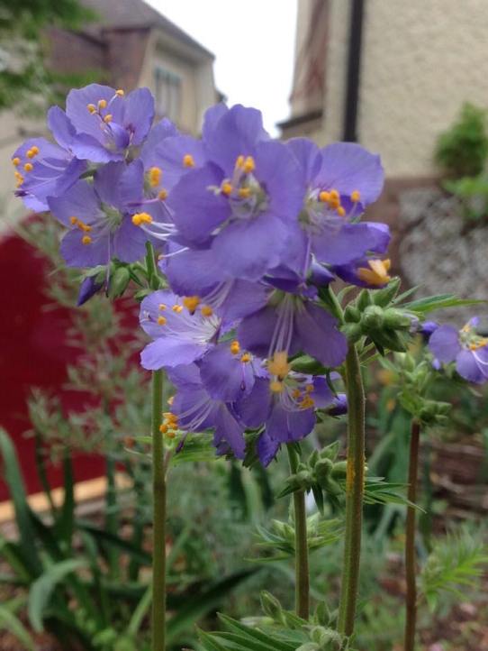 13227206_1054565857913576_7864487474609113508_n