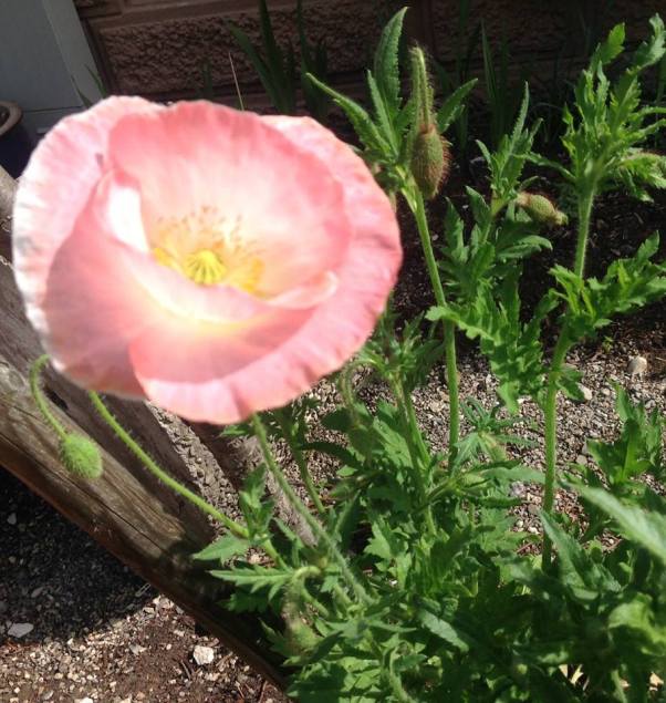 13310561_1065782826791879_2558916369743004272_n