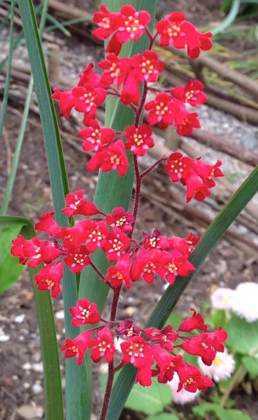 13138801_1054566661246829_2281673620009668395_n