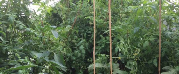 14348747_1114377055265075_155542394_n