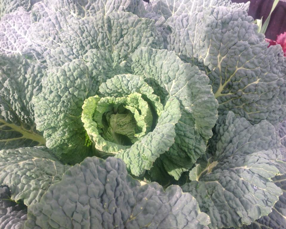 17630021_1368331416537017_7281057583542398474_n