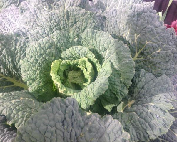 17630021_1368331416537017_7281057583542398474_n